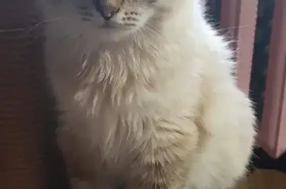 Кошки потеряшки, Казань, фото: Потеряшка кошка Кот на ул. Космонавтов, 32 в Казани