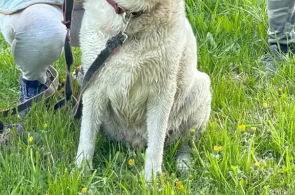 Собака найдена в Заря-2 Снт, Московская область.