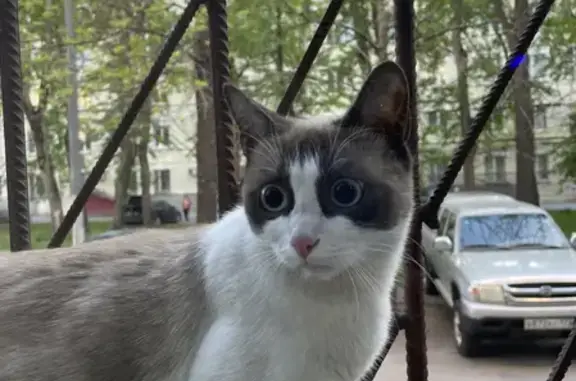 Найдена кошка на Лефортово, ш. Энтузиастов 20в