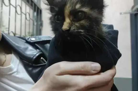Найдена кошка на улице Долгоруковская