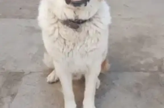 Пропала собака в Астрахани: Московская сторожевая, кличка Тимон, вознаграждение.
