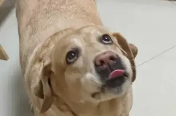 Собаки потеряшки, Санкт-Петербург, фото: Потеряшка лабрадор по адресу Металлистов 77