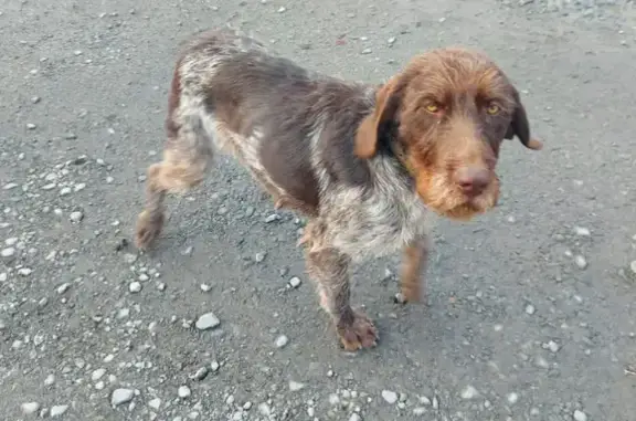 Собака найдена на улице Днепровской, 25, Владивосток.