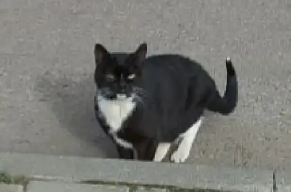 Черная кошка с белой грудкой найдена в Химкинском бульваре, д.14, к.3, Москва