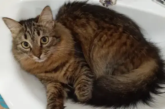 Пропала кошка Алиса в Ангарске на 20-м квартале