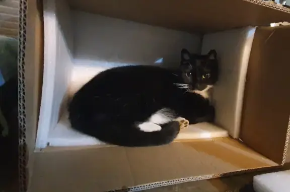 Кошки потеряшки, Санкт-Петербург, фото: Потеряшка кот Бэтман на Гончарной, 17Б, СПб