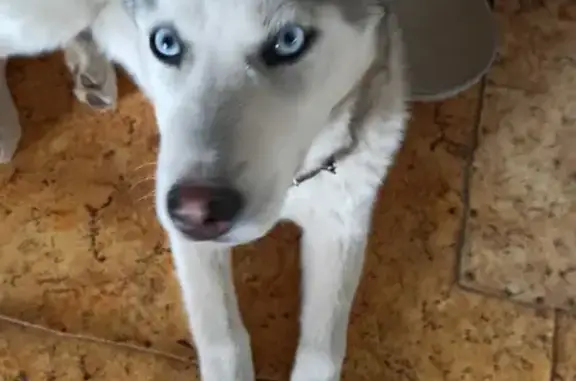 Найдена хаски щенок в Алексине, Тульская область