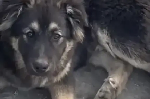 Потерянные животные Калининград, фото: Пропала собака на ул. Штурвальной, Калининград