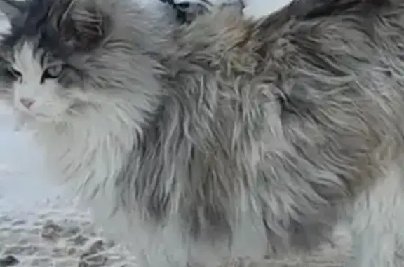 Пропал кот курильский бобтейл на ул. Яблоневая 9А, Владивосток