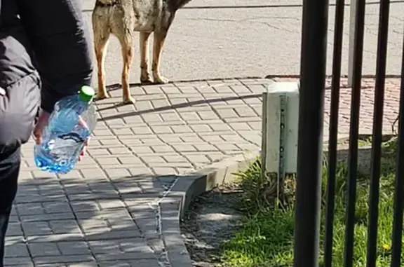 Собака найдена возле метро 