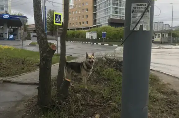 Собака найдена в Нижнем Новгороде