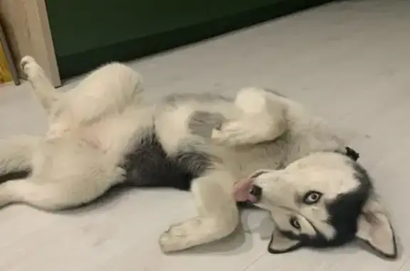 Потерянные животные Калининград, фото: Пропала Хаски, голубоглазая, район Московского проспекта