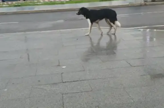 Собака на Хорошёвском шоссе, Москва