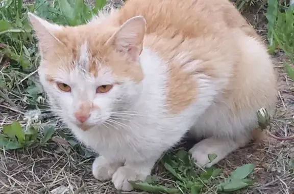 Найден бело-рыжий котик возле метро Юго-Западная
