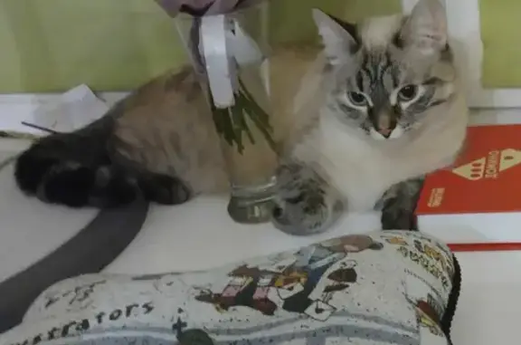 Кошки потеряшки, Новосибирск, фото: Потеряшка кошка на улице Блюхера, 8 в Новосибирске