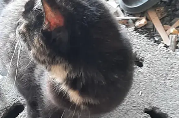 Найдена кошка на Рублева, 94 в Абакане
