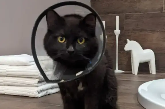 Пропала черная кошка в конюшне в Подушкино