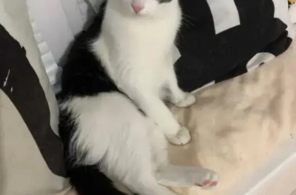 Пропала черно-белая кошка с сердечком на лапке в Екатеринбурге