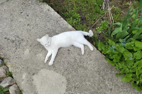 Пропала кошка в Былово, МО - белая, ласковая, возможно с ошейником.