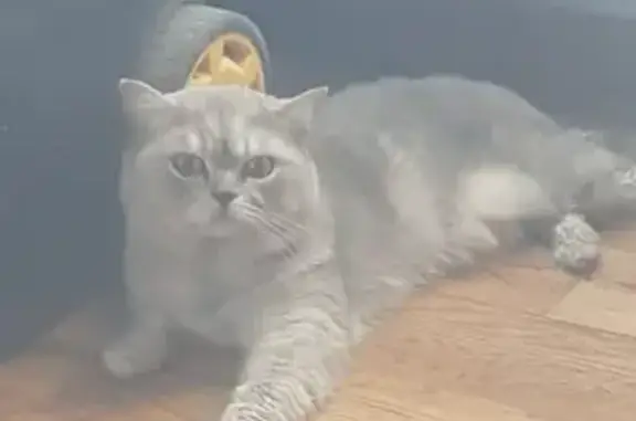 Найден серый шотландский кот в Красносельском районе