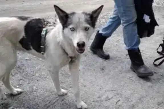 Найдена собака Хаски в поселке Родники, Свердловская область