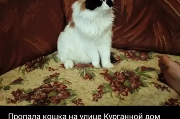Пропала кошка Эльза на ул. Курганной, 184, Хабаровск