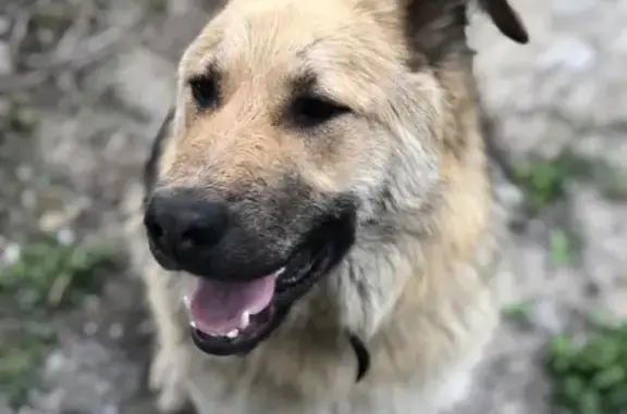 Найдена дружелюбная собака на Чусовском тракте