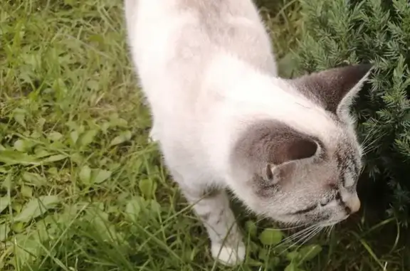 Пропала кошка Сима на Профсоюзной, 1 в Киржаче