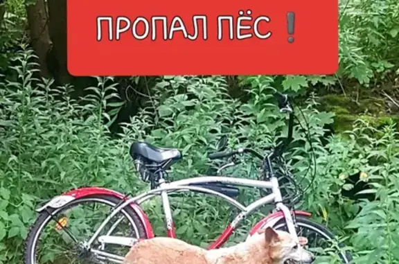 Потерянные животные Калининград, фото: Пропала собака в Калининграде: рыжий пёс, 16 лет, помесь карело-финской лайки, может быть в районе Сельмы или ул. Горького.