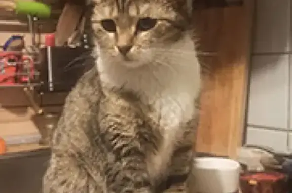 Кошки потеряшки, Санкт-Петербург, фото: Потеряшка кошка лесного окраса на улице Чайковского, Санкт-Петербург (награда)