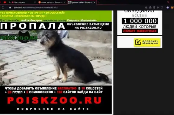 Пропала собака на ул. Венеры Павленко, 63, Кореновск