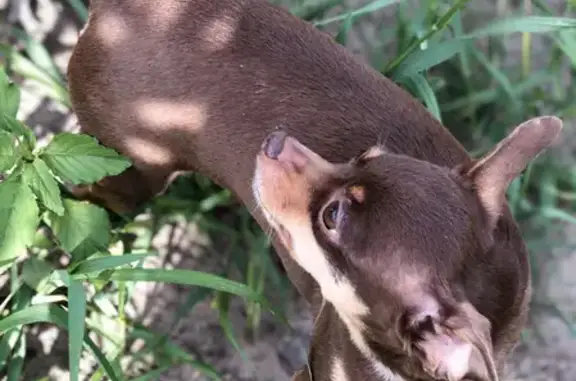 Собаки потеряшки, Санкт-Петербург, фото: Потеряшка собака на Планерной 19