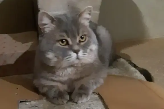 Кошки потеряшки, Новосибирск, фото: Потеряшка кошка на улице Фадеева, 91, Новосибирск