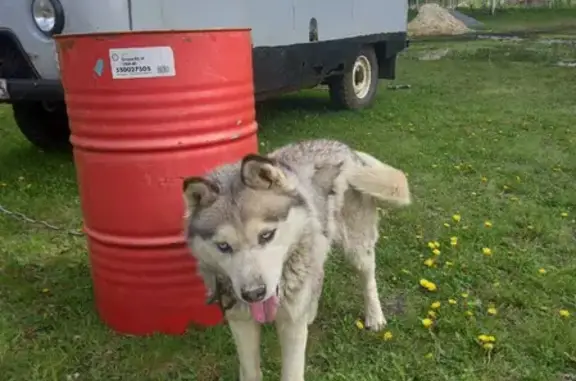 Найдена собака в поселке Красное поле, порода Хаски
