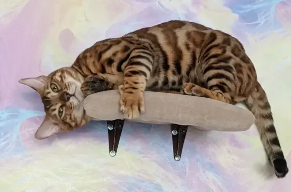 Кошки потеряшки, Новосибирск, фото: Потеряшка бенгальский кот с улицы Иванова, 33, Новосибирск.