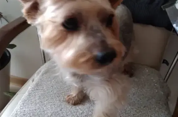 Собаки потеряшки, Анапа, фото: Потеряшка йорк на Заводской, 73, Анапа