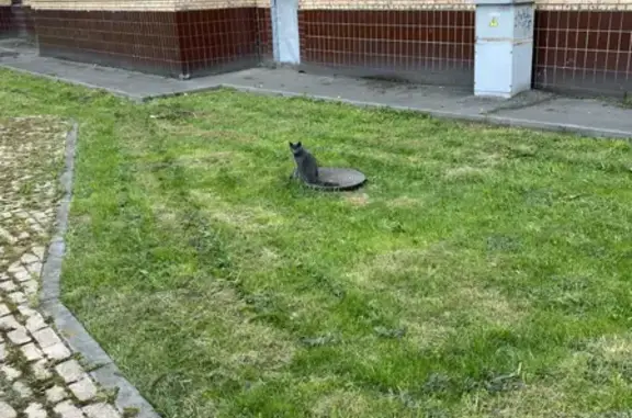 Кошка с ушибленной лапой на Рязанском проспекте