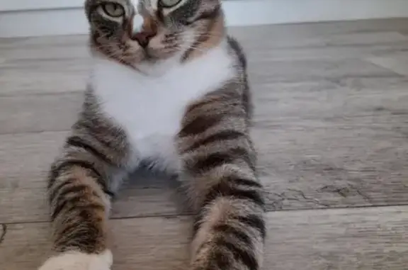 Кошки потеряшки, Тамбов, фото: Потеряшка кошка на улице Гиляровского, Тамбов.