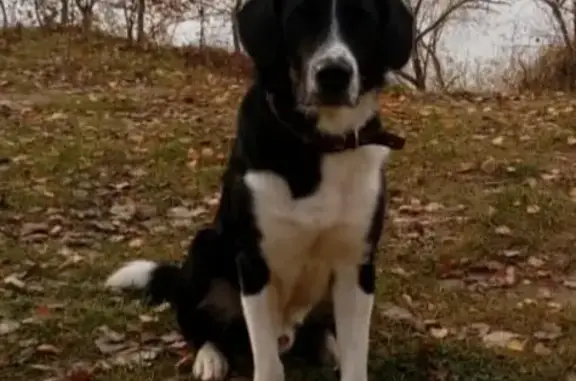 Пропала собака Джой в Кимрах, Тверская область