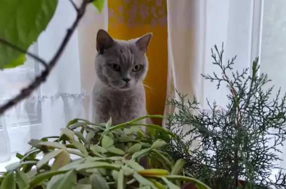 Найдена кошка на улице Врубеля, 7 в Ростове-на-Дону