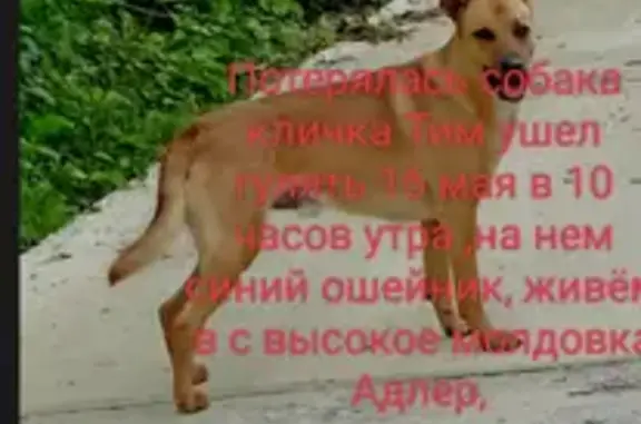 Пропала собака Тим на улице Брянской, 30