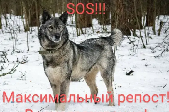Пропала собака в г. Владимир, 7-я Линия ул. 25, помогите найти! 🆘