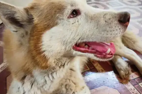 Найденные животные Астрахань, фото: Срочно отдам Хаски с гетерохромией глаз на ул. Безжонова, 101