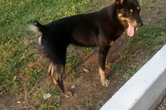 Пропала собака в Чите - помогите найти!
