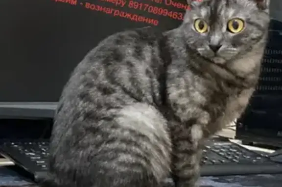 Кошки потеряшки, Солянка, фото: Потеряшка кошка на Юбилейной, 42, Солянка