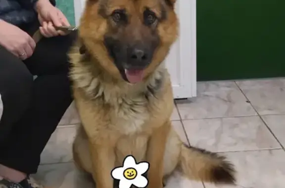 Собака Метис найдена в Зеленограде