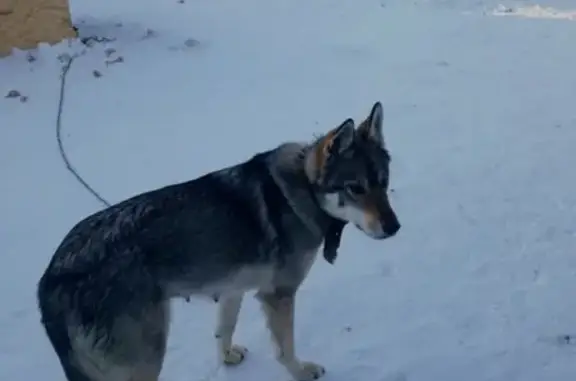 Пропала собака Джесика и щенок в Тюменской области