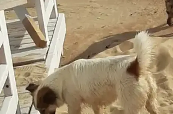 Собаки потеряшки, Анапа, фото: Потеряшка собака Чуча, ул. 40 лет Победы, 78/1, Анапа.