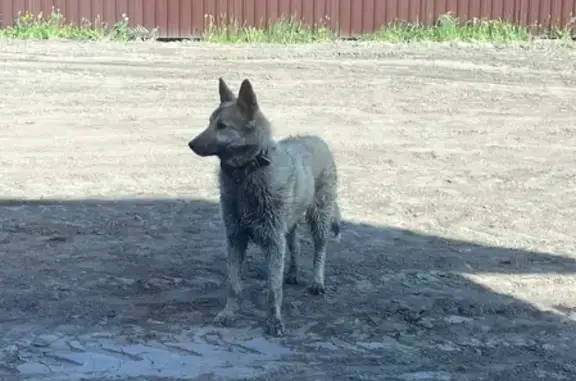 Найдена лайкоподобная собака в Новосибирске