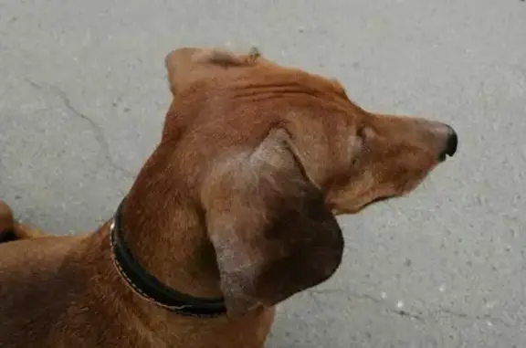 Собака Такса найдена на улице Хворостухина, 11В, Тула